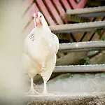Vakantiehuis Nengshof Gaensebluemchen *