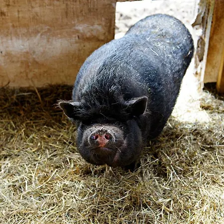 Nengshof Gaensebluemchen Dom wakacyjny