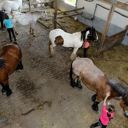 Nengshof Gaensebluemchen Dom wakacyjny Wißmannsdorf
