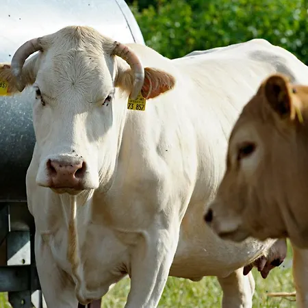 Nengshof Gaensebluemchen Dom wakacyjny