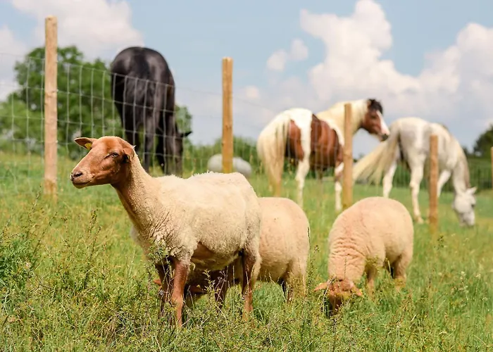 Nengshof Gaensebluemchen
