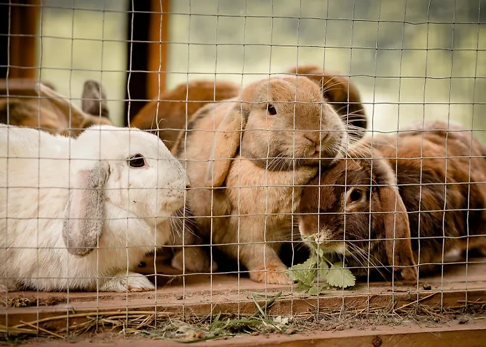 Nengshof Gaensebluemchen Дом отдыха