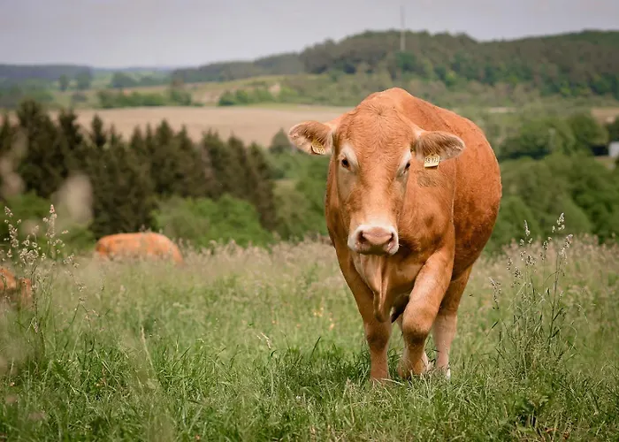 Nengshof Gaensebluemchen *