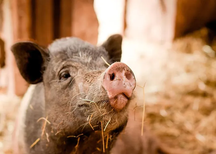 Nengshof Gaensebluemchen * Висмансдорф