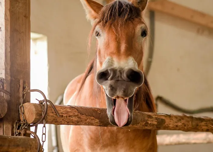 Nengshof Gaensebluemchen *