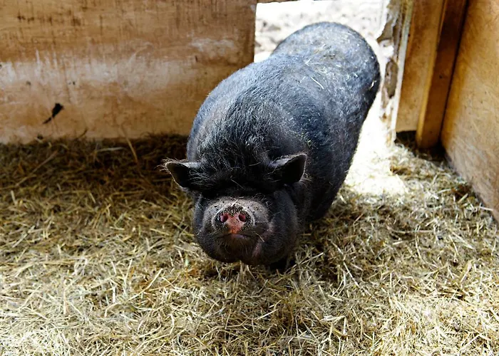 Nengshof Gaensebluemchen בית נופש