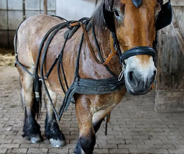 Nengshof Gaensebluemchen *