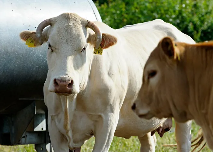 Nengshof Gaensebluemchen בית נופש